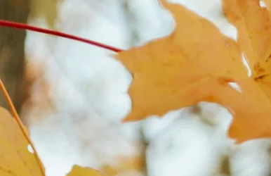 Autum_Offers_CTA_386x250px