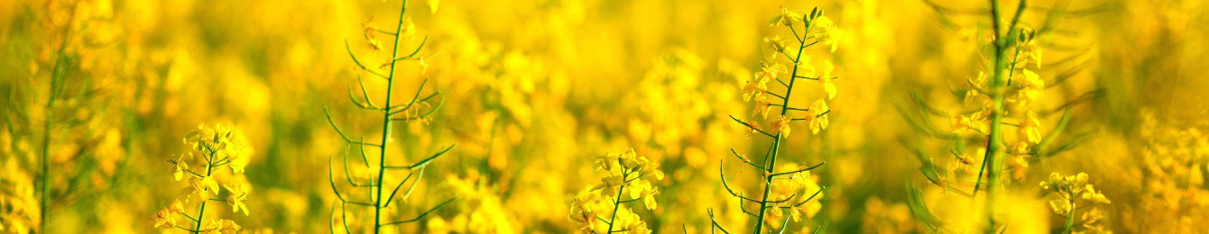 CP_Banner_Sunny Deals_Mai_2026_1340x260px_Blanco_
