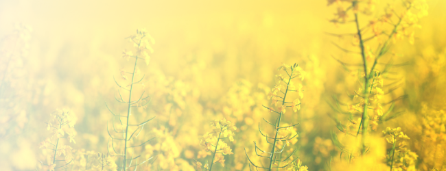 Banner_Sunny Deals_Mai-8